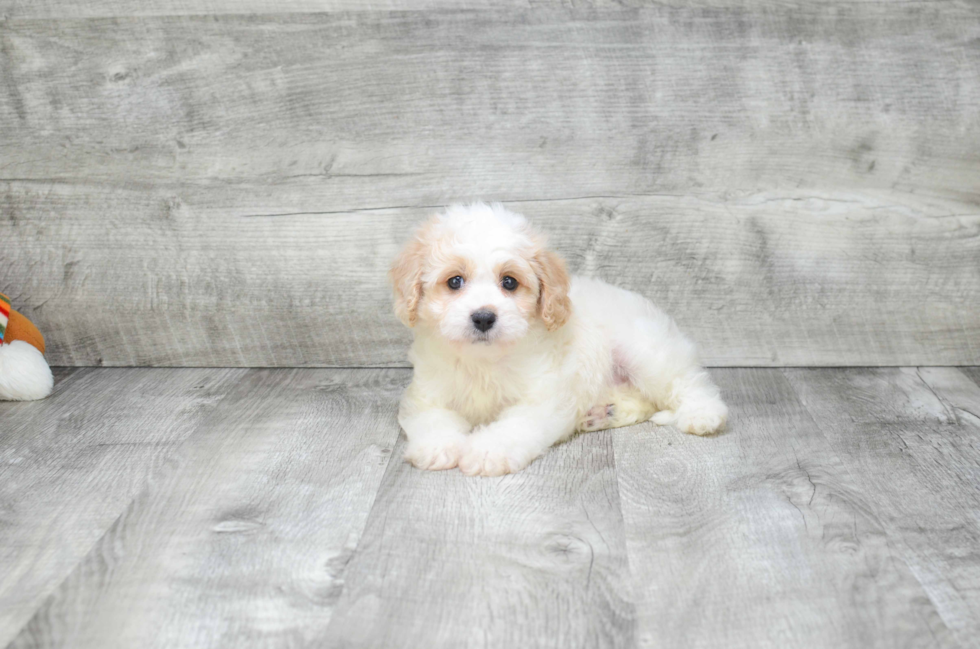 Cavapoo Puppy for Adoption