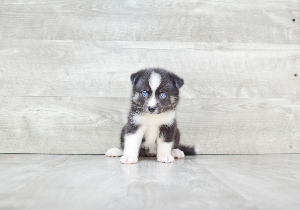 Friendly Pomsky Baby