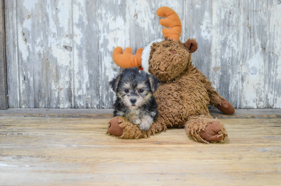 Morkie Puppy for Adoption