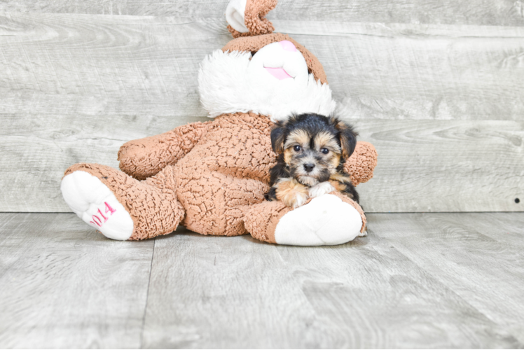 Morkie Pup Being Cute