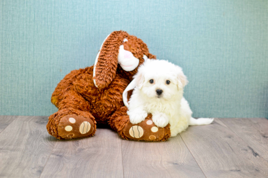 Best Maltipoo Baby