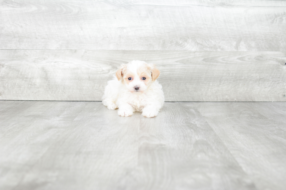 Maltipoo Pup Being Cute