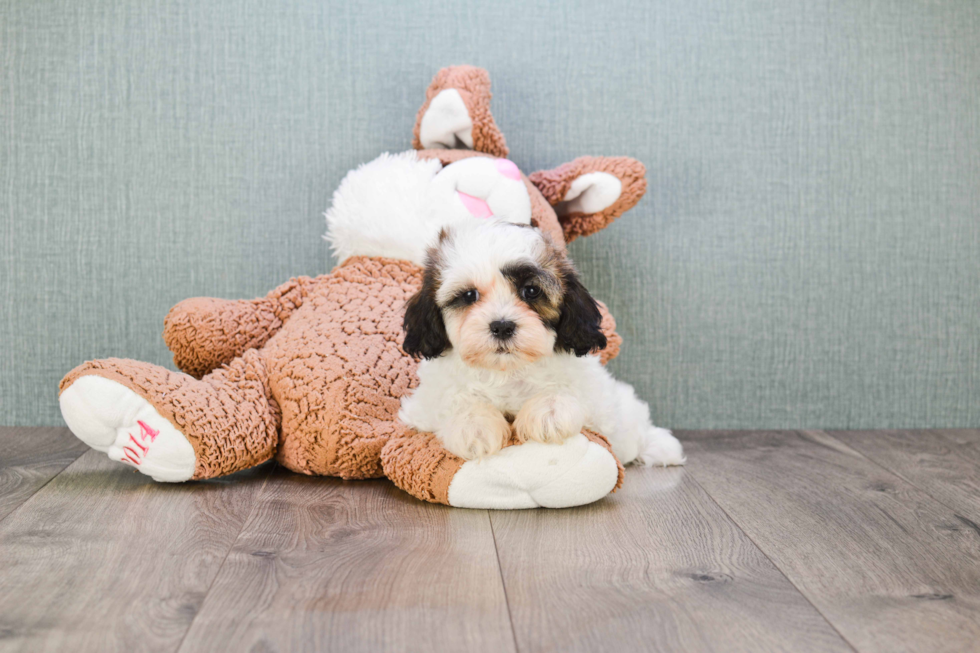 Popular Teddy Bear Designer Pup