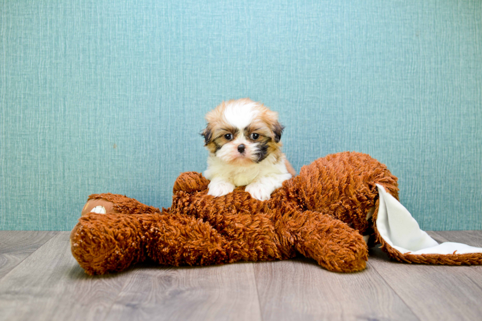 Teddy Bear Pup Being Cute