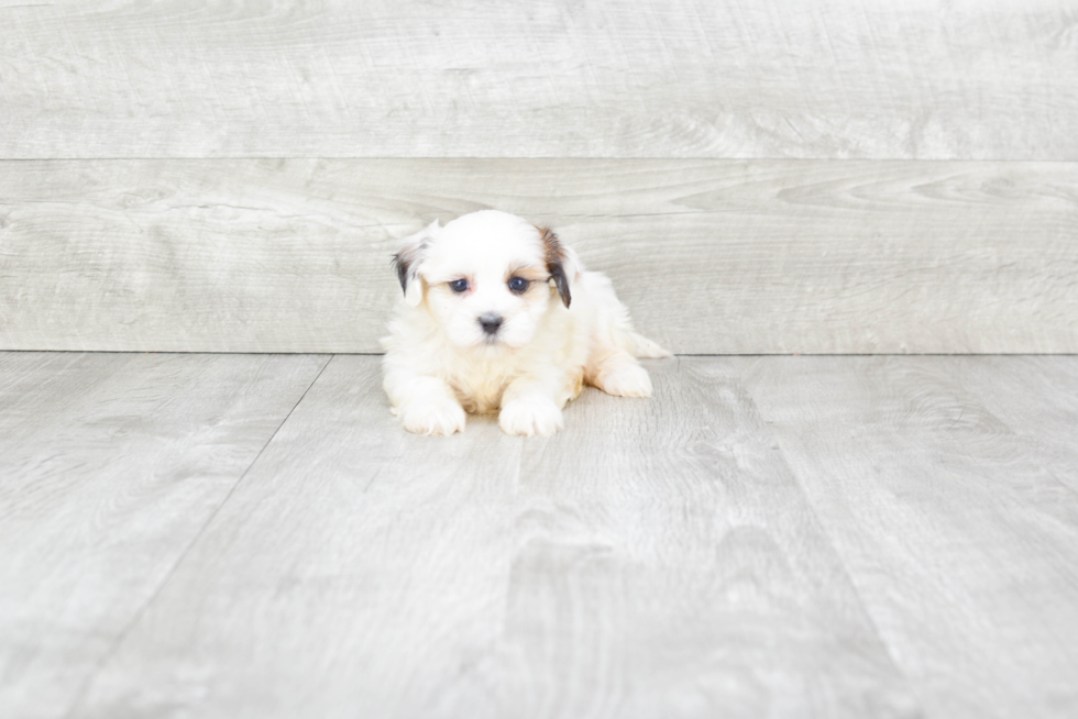 Teddy Bear Pup Being Cute