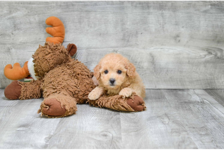 Poodle Puppy for Adoption