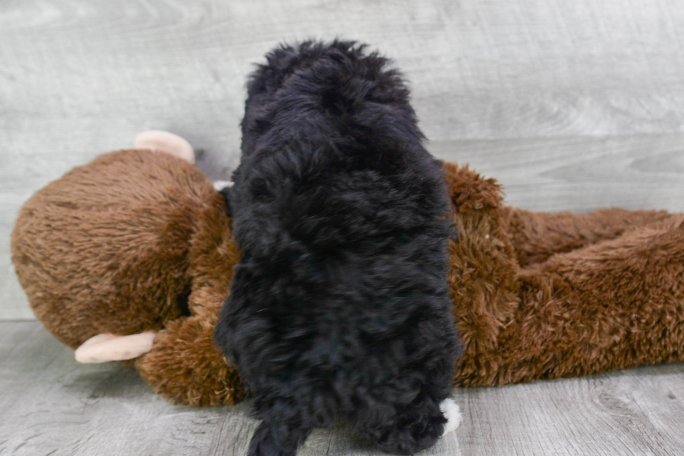 Best Mini Bernedoodle Baby