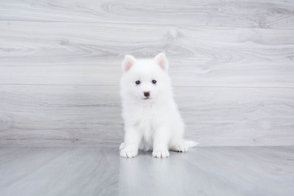 Pomsky Puppy for Adoption