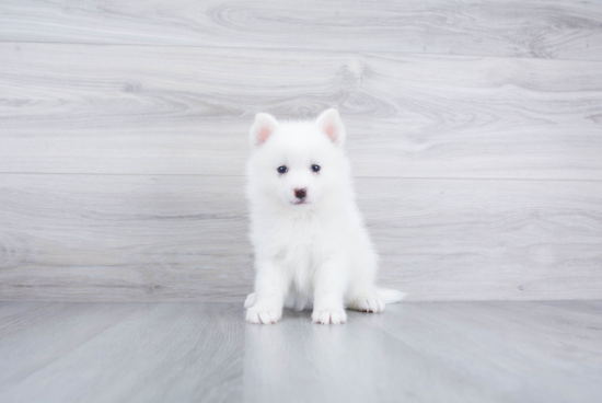 Pomsky Puppy for Adoption