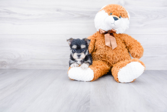 Playful Yorkie Designer Puppy