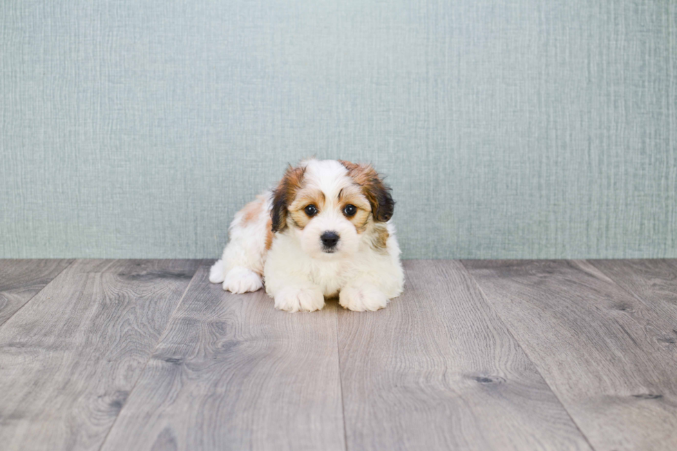 Best Cavachon Baby