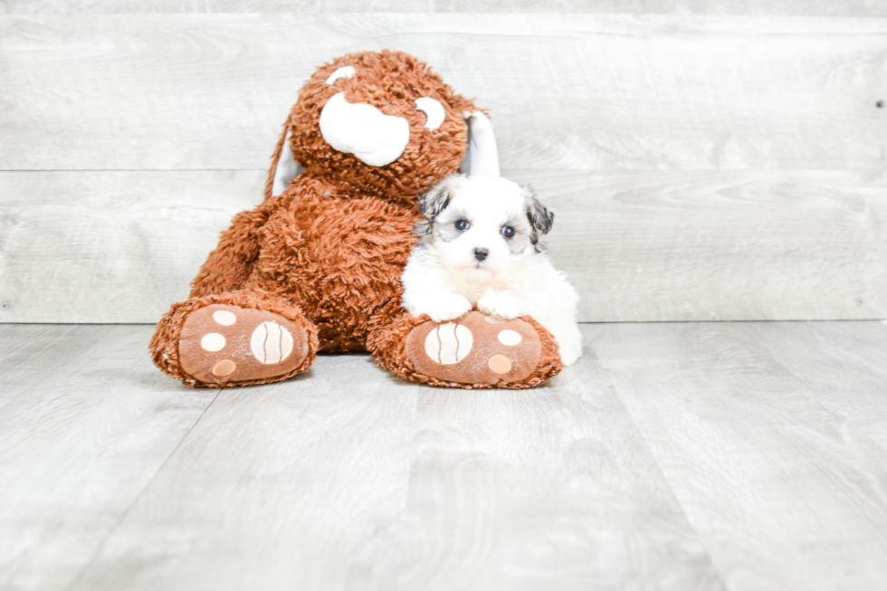 Best Maltipoo Baby