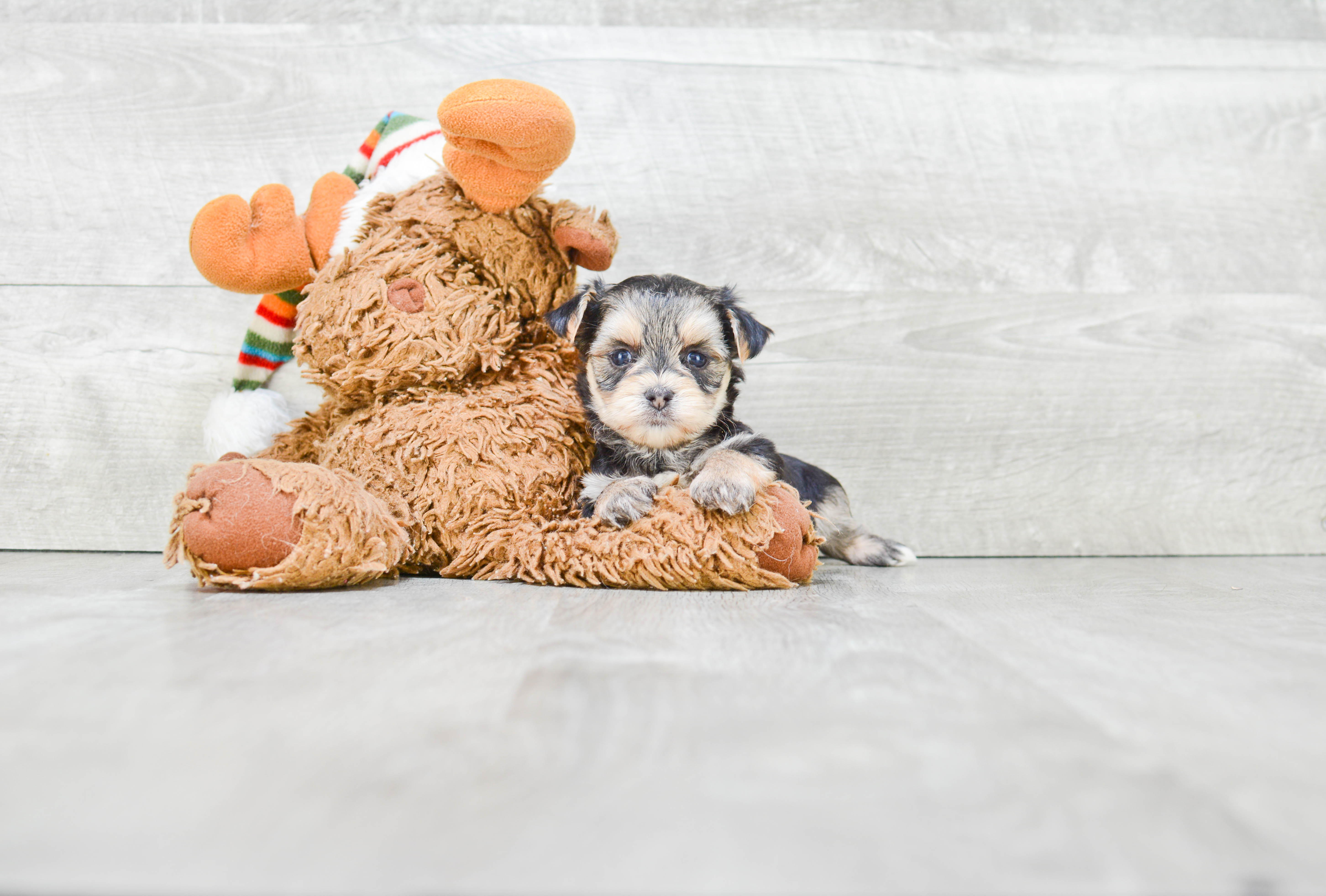 Funny Morkie Designer Pup