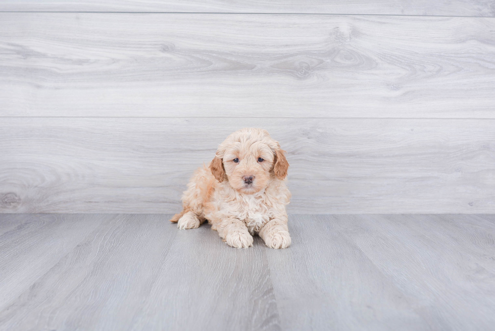 Little Golden Retriever Poodle Mix Puppy