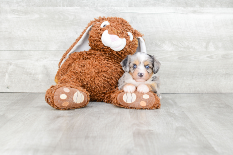 Cute Mini Aussiedoodle Baby