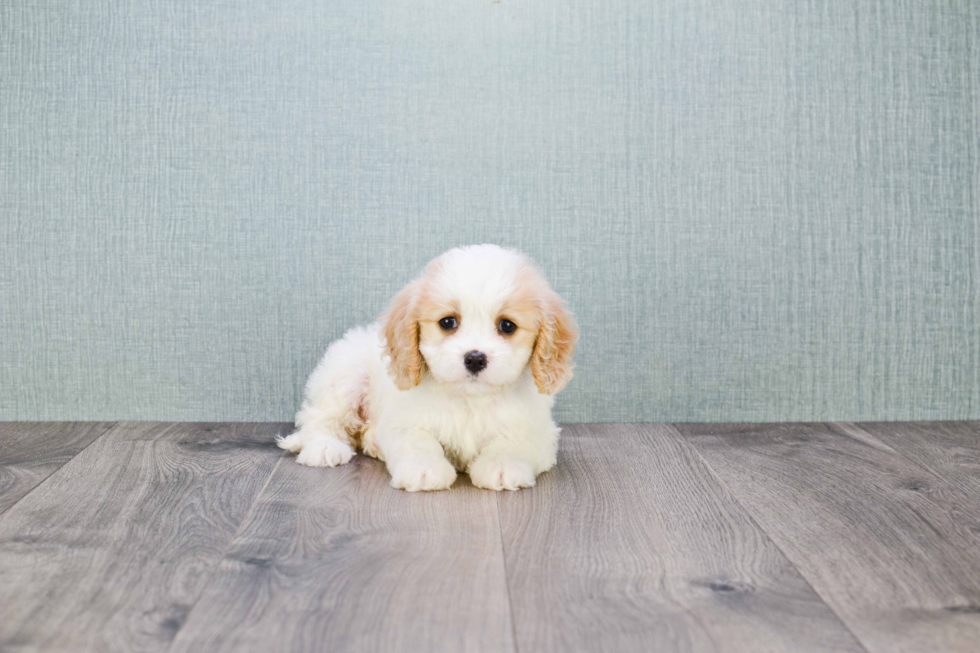 Sweet Cavachon Baby