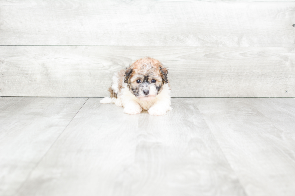 Cute Havanese Purebred Puppy