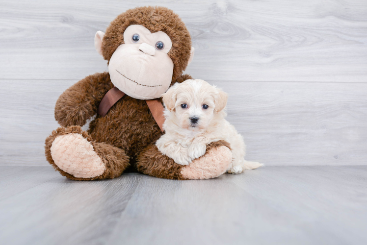 Maltipoo Puppy for Adoption