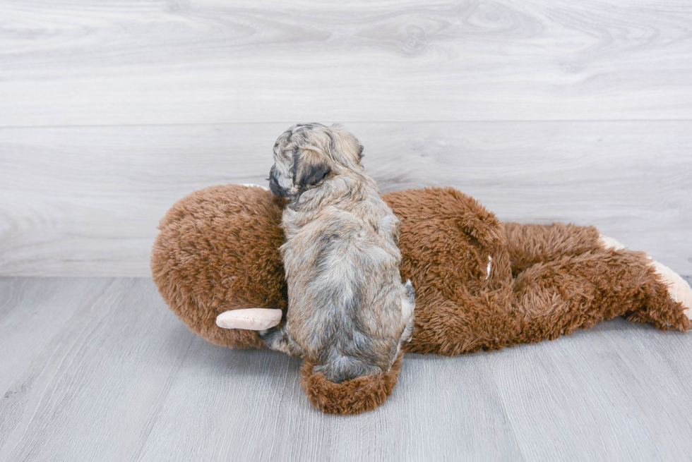 Petite Maltipoo Poodle Mix Pup