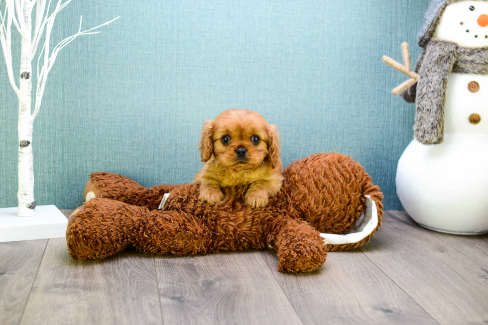 Best Cavalier King Charles Spaniel Baby