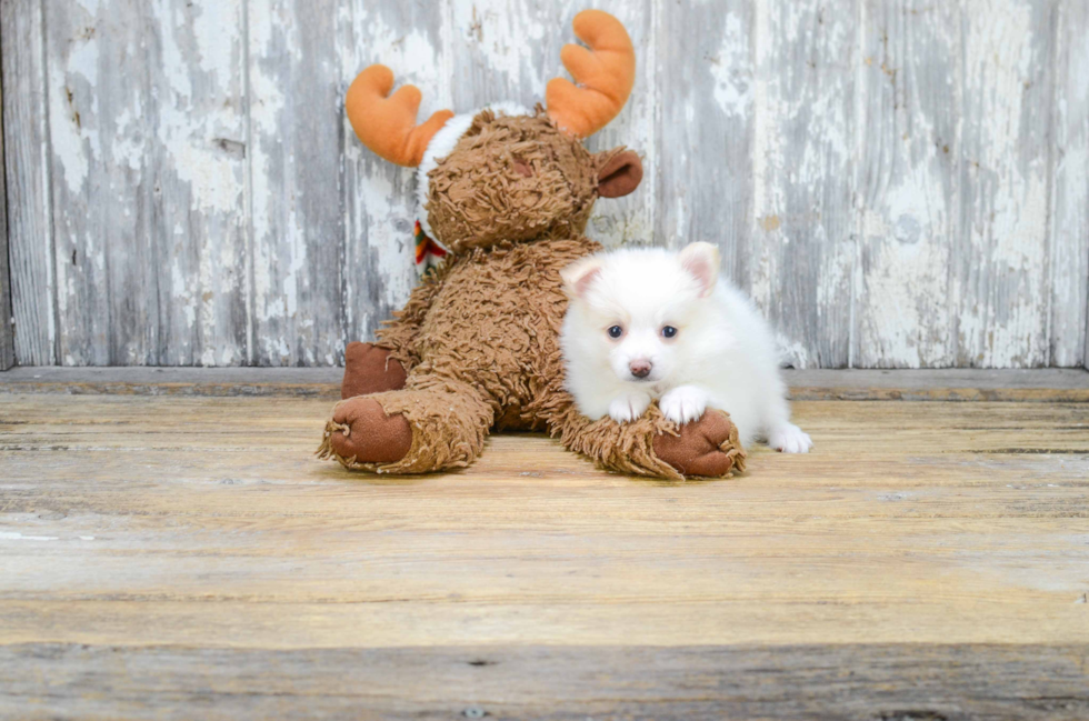 Playful Pomeranian Baby