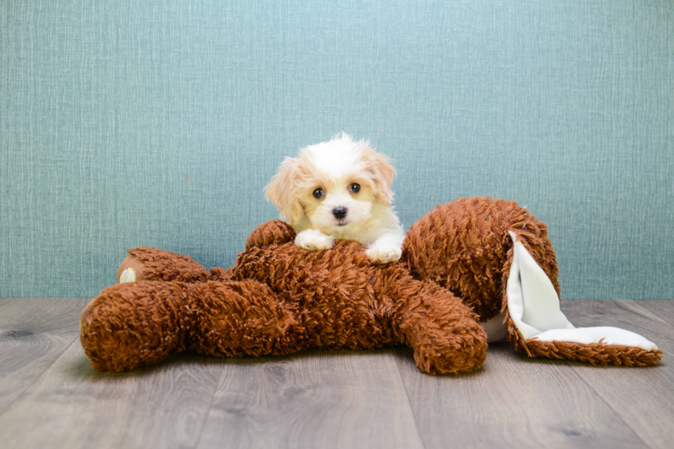 Best Cavachon Baby