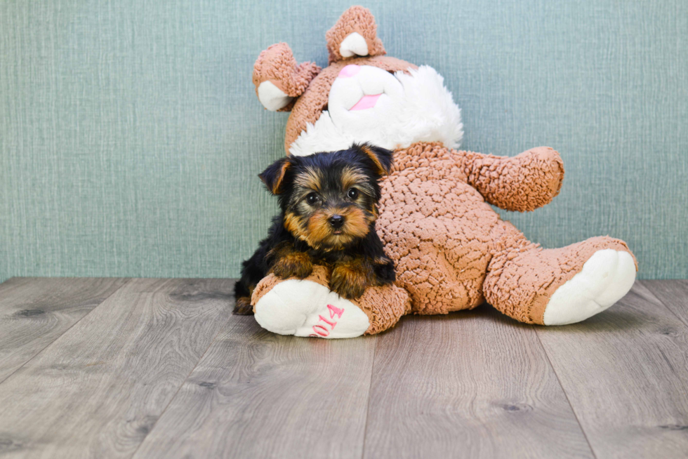 Meet Timmy - our Yorkshire Terrier Puppy Photo 