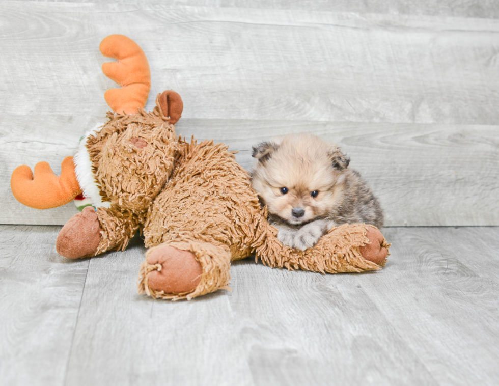 Small Pomeranian Purebred Pup