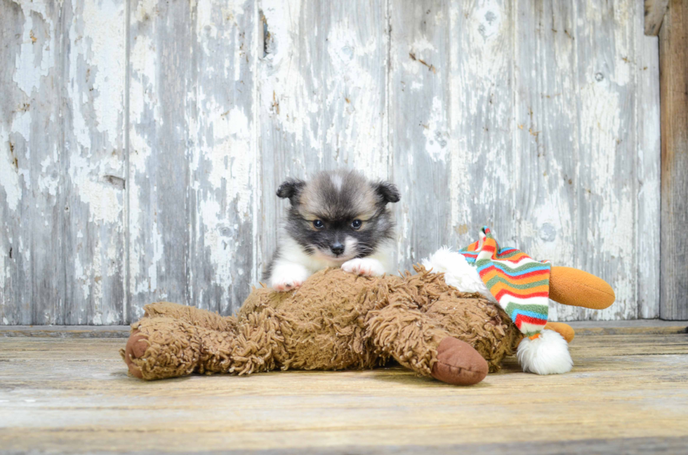 Hypoallergenic Pomeranian Purebred Pup