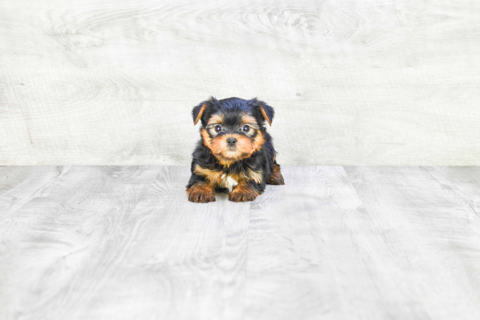 Meet Capone - our Yorkshire Terrier Puppy Photo 