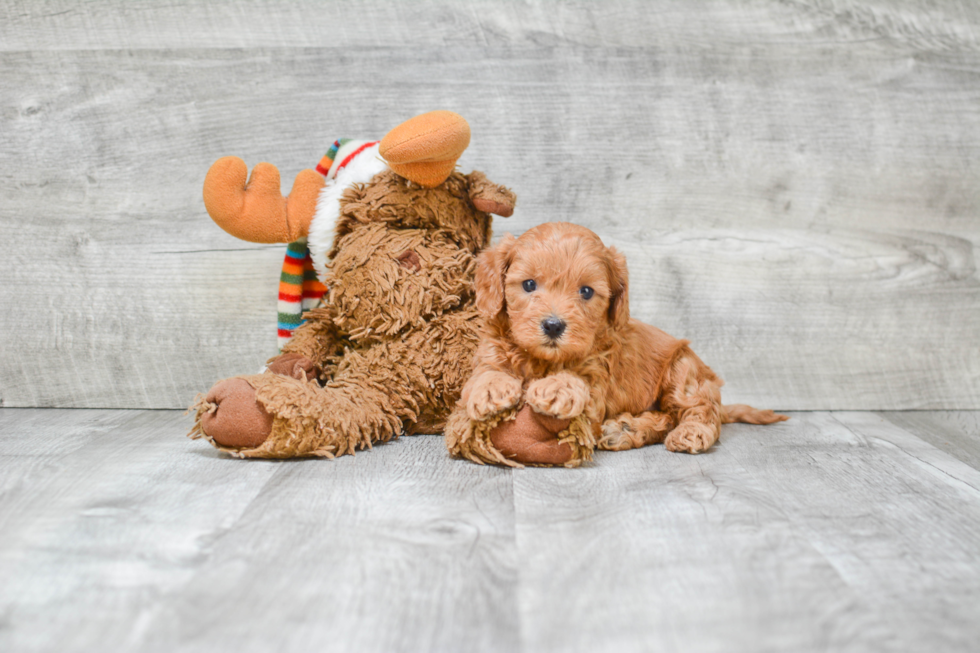 Cavapoo Puppy for Adoption