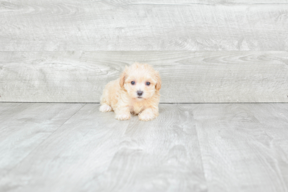 Popular Maltipoo Poodle Mix Pup