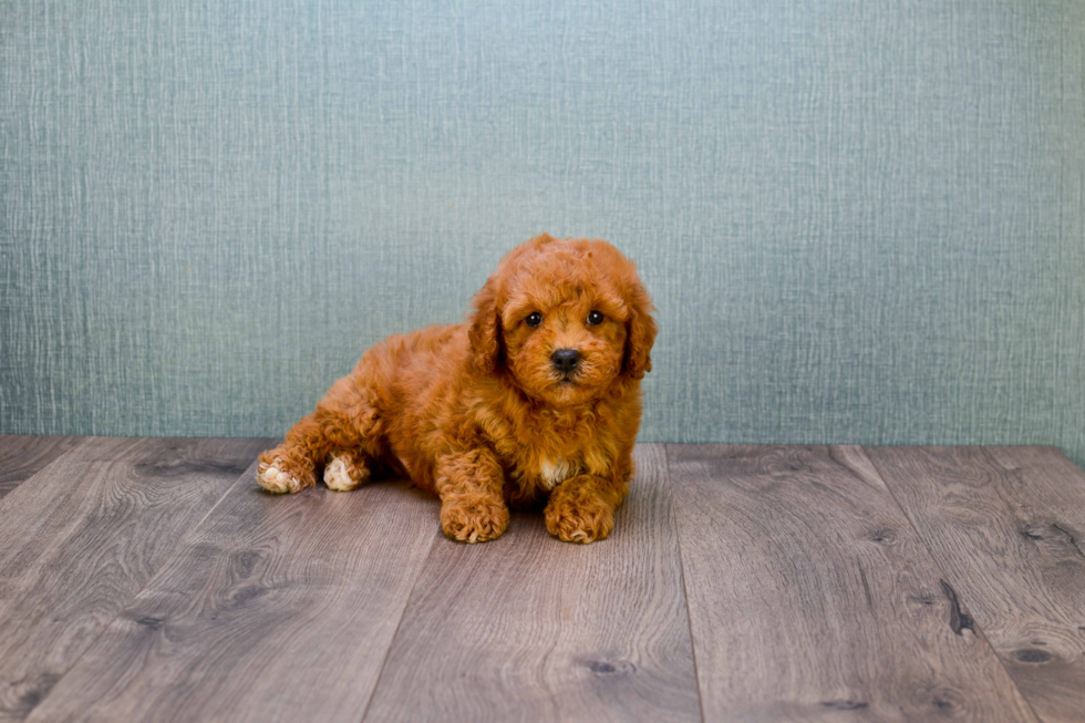 Small Mini Goldendoodle Baby