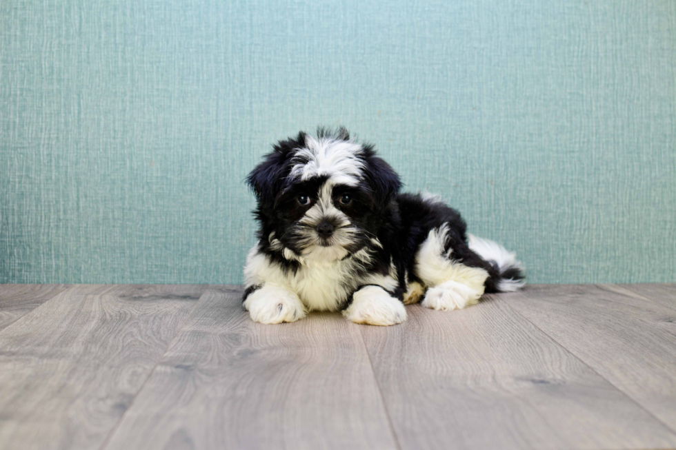 Smart Havanese Purebred Puppy