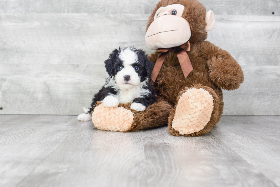 Small Mini Bernedoodle Baby