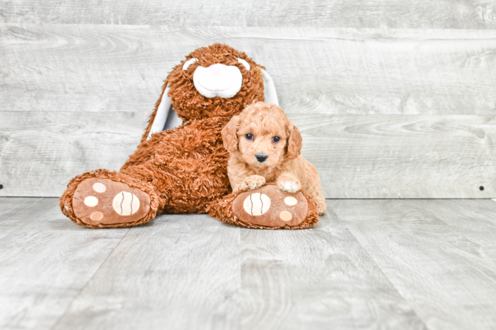 Fluffy Mini Goldendoodle Poodle Mix Pup