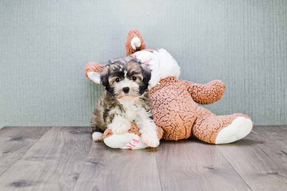 Best Havanese Baby