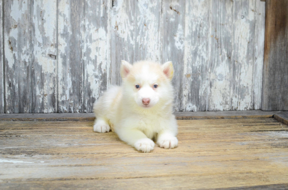 Adorable Mini Husky Designer Puppy