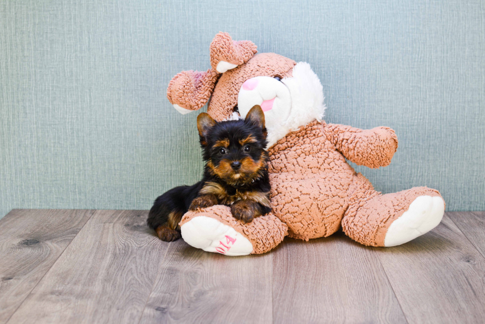 Meet Bella - our Yorkshire Terrier Puppy Photo 