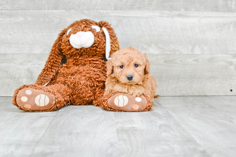 Best Cavapoo Baby