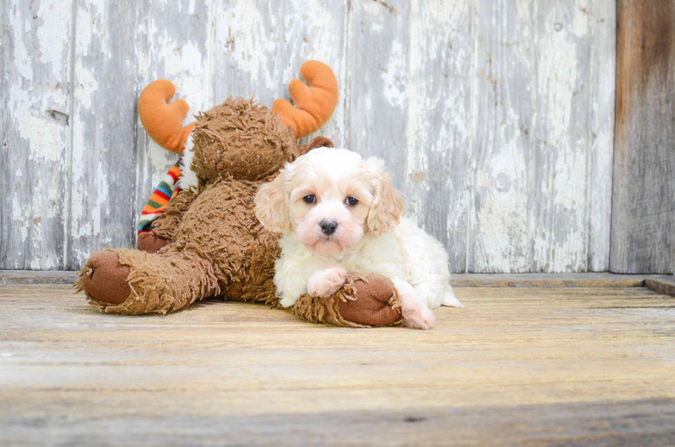 Popular Cavachon Designer Pup