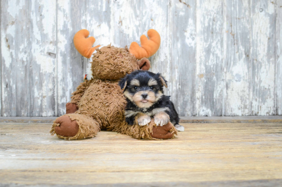 Fluffy Morkie Designer Pup