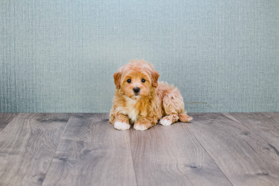 Maltipoo Pup Being Cute