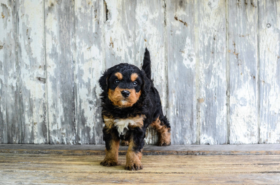 Mini Bernedoodle Puppy for Adoption