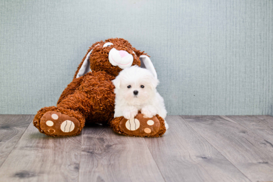 Maltese Pup Being Cute