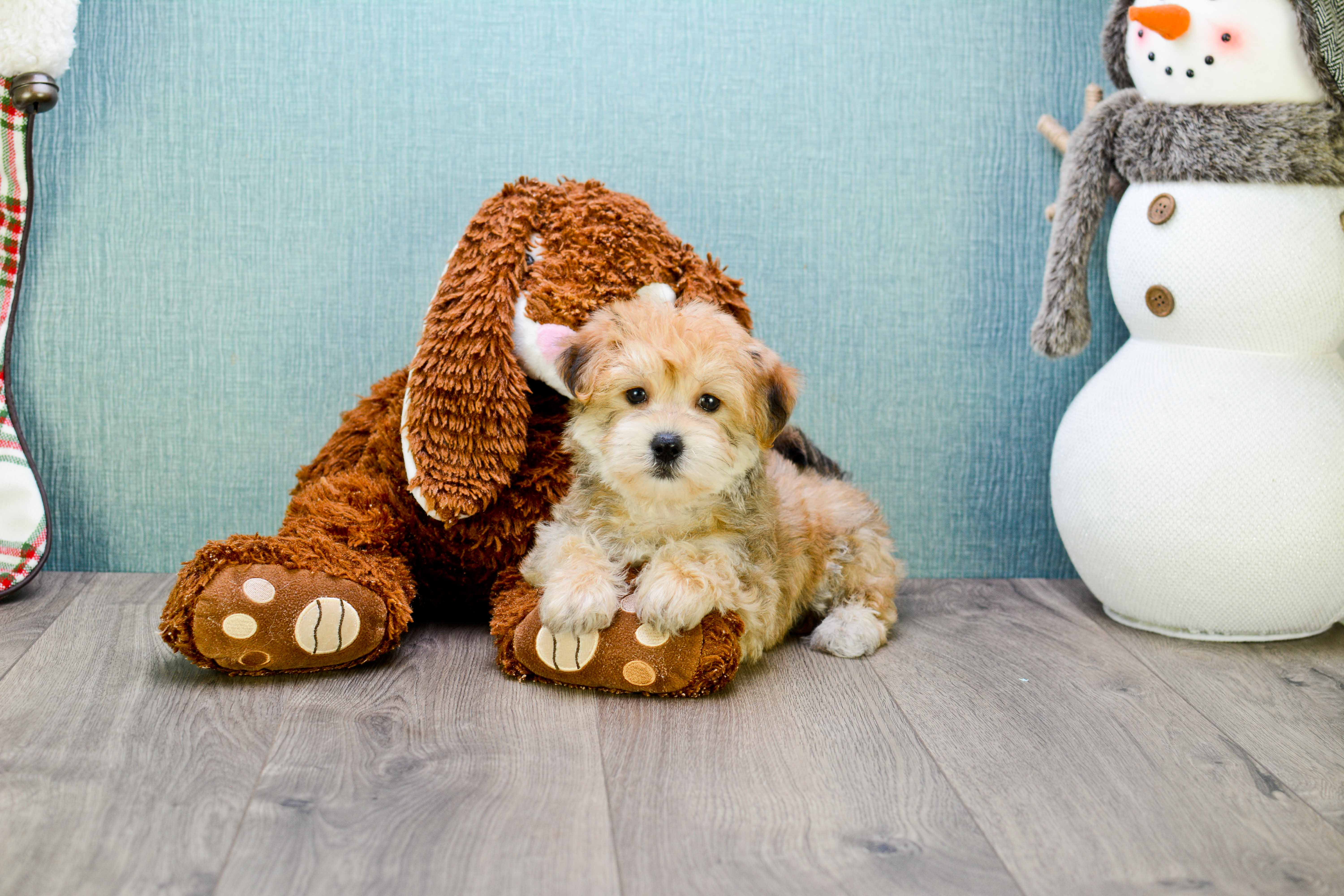 Smart Morkie Designer Pup