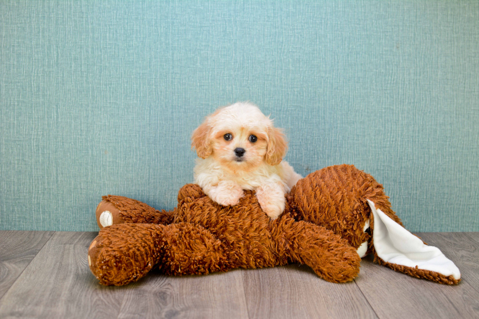 Cavapoo Pup Being Cute