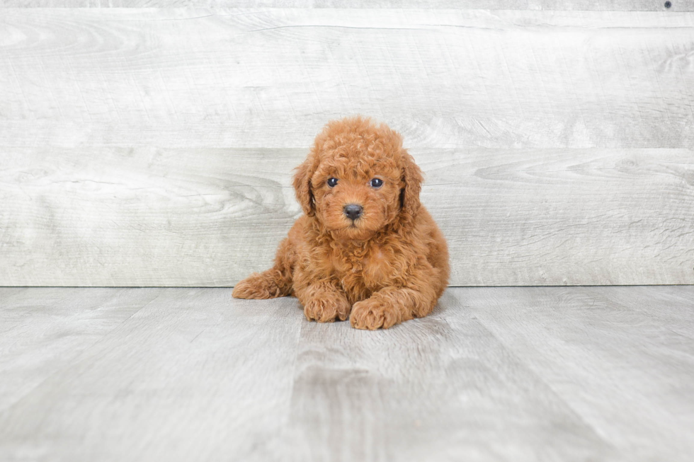 Cavapoo Puppy for Adoption