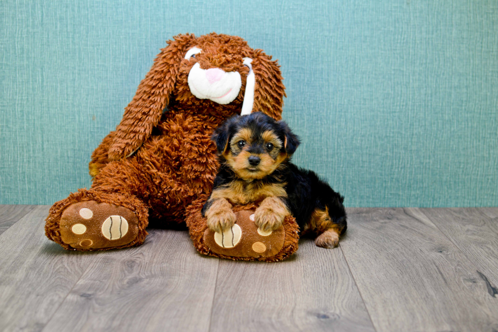 Yorkie Poo Puppy for Adoption