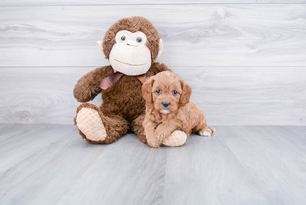 Cavapoo Pup Being Cute